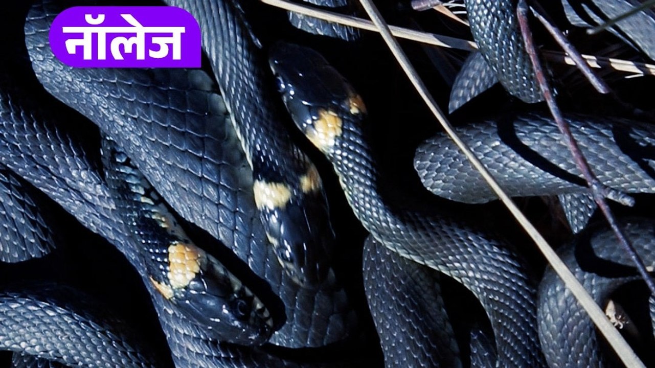 Snake Facts: जीभ से सूंघते हैं सांप, महीनों बिना खाने के रह सकते हैं जिंदा, जानें ऐसे ही अमेजिंग फैक्ट