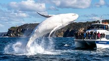 Migaloo The White Hum;pback Whale