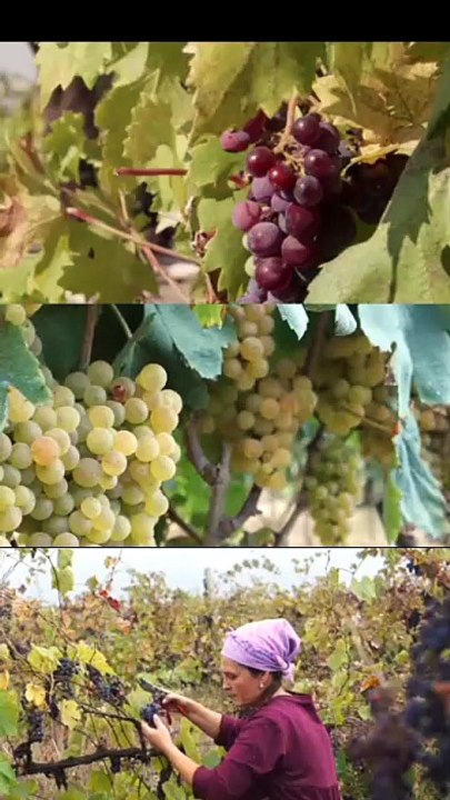 Perfect Fresh Grapes 🍇 | Viral Shorts 2026