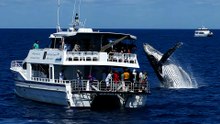 The Humpbacks Tale