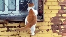Cats Intelligences for Exit points 😹shorts video