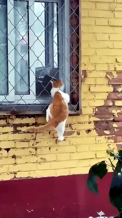 Cats Intelligences for Exit points 😹shorts video