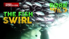 Mala-tornado dive o ipo-ipo ng mga isda sa Palawan | Born To Be Wild