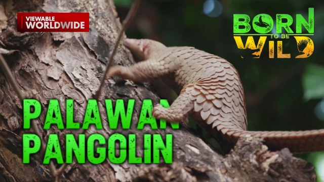 Mga pangolin sa Palawan, ligtas na namumuhay kasama ng mga residente | Born To Be Wild