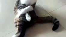 New comedy viral video