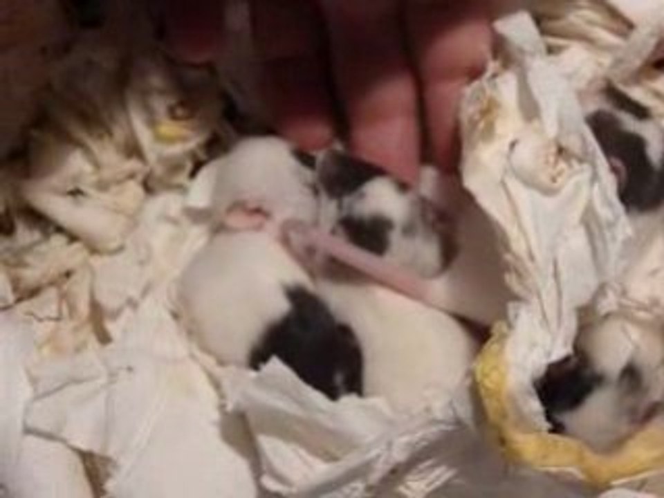 bebes de pitchoune