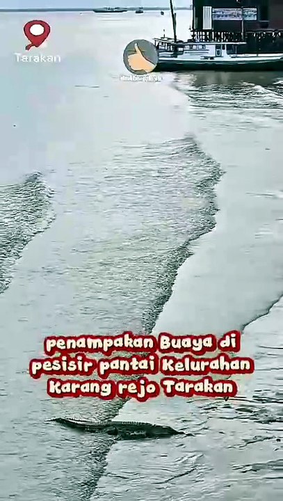 Penampakan Buaya di pesisir pantai kota Tarakan
