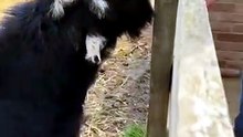 Meet the Cheekiest Goat on the Farm"