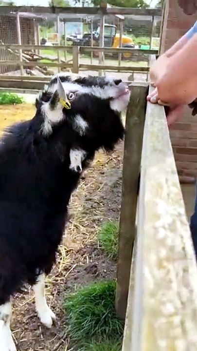 Meet the Cheekiest Goat on the Farm"