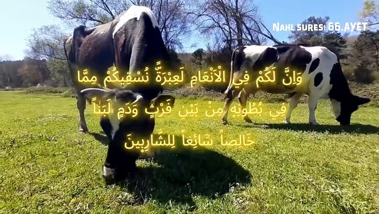 SÜT-FRANSIZCA