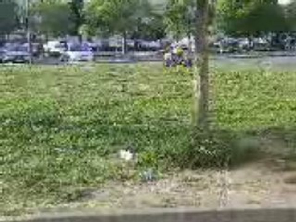 Ali 1