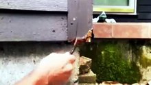 How to Fix Rotted Wood Walls Easily – Step-by-Step Guide