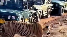 Wild Tiger Walks Past Safari Jeeps in Rare Wildlife Encounter