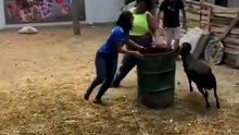 ​Funny Goat Attacks Compilation