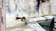 Loutre (Typhaine)