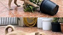 Mom said DON’T touch the plant… so the puppy chose violence.