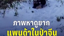 ภาพหาดูยาก แพนด้าในป่าจีนคาบลูกลุยหิมะ | PPTV Online