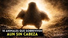 10 animales extremos que siguen vivos aunque pierdan la cabeza