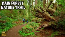 Rain Forest Nature Trail | Quinault Rain Forest | Olympic National Park 4K 60 FPS