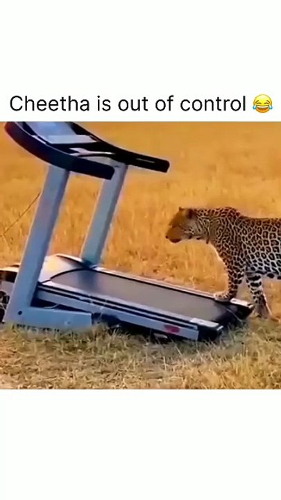 Funny videos try to not laugh