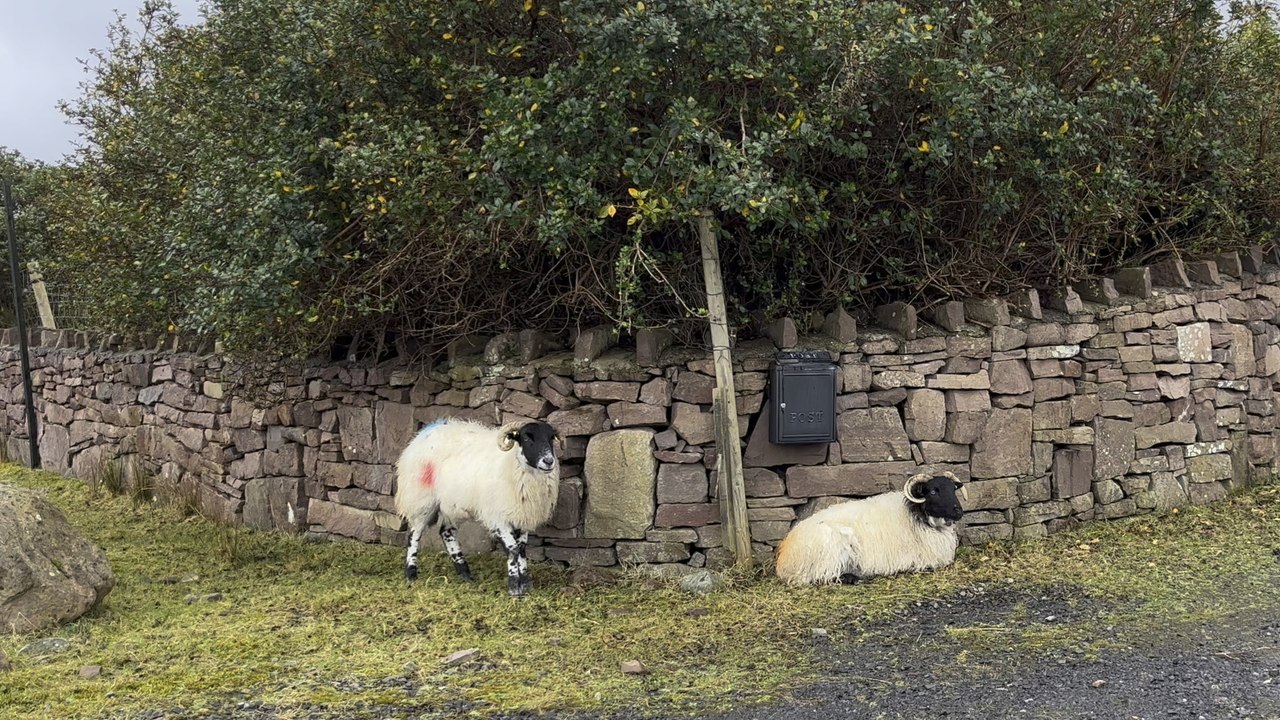 Roadside sheep