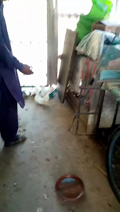 Kabotri bole kabotar SE mithun Da songs