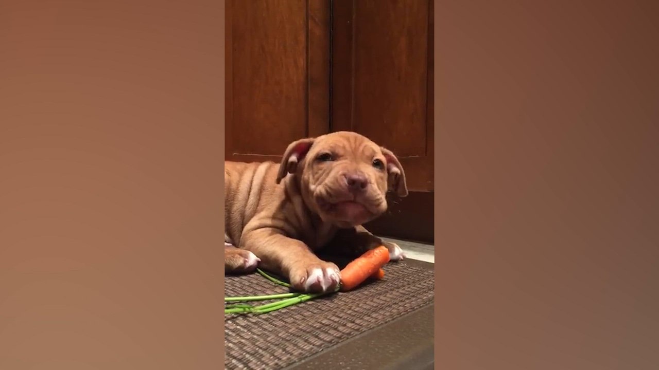 Hungry Doggos
