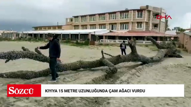 Kıyıya 15 metre uzunluğunda çam ağacı vurdu