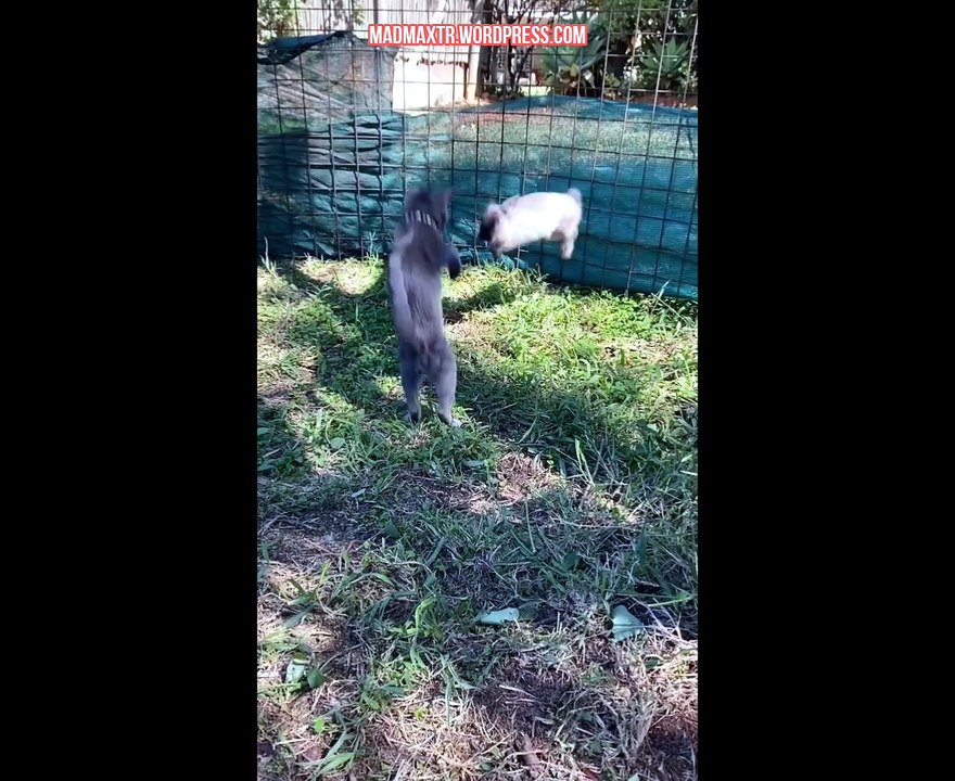Kurban geliyordur ama reşit değilsindir