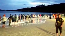 Mais de 11 mil tainhas: praia tradicional de Palhoça amanhece com rede cheia
