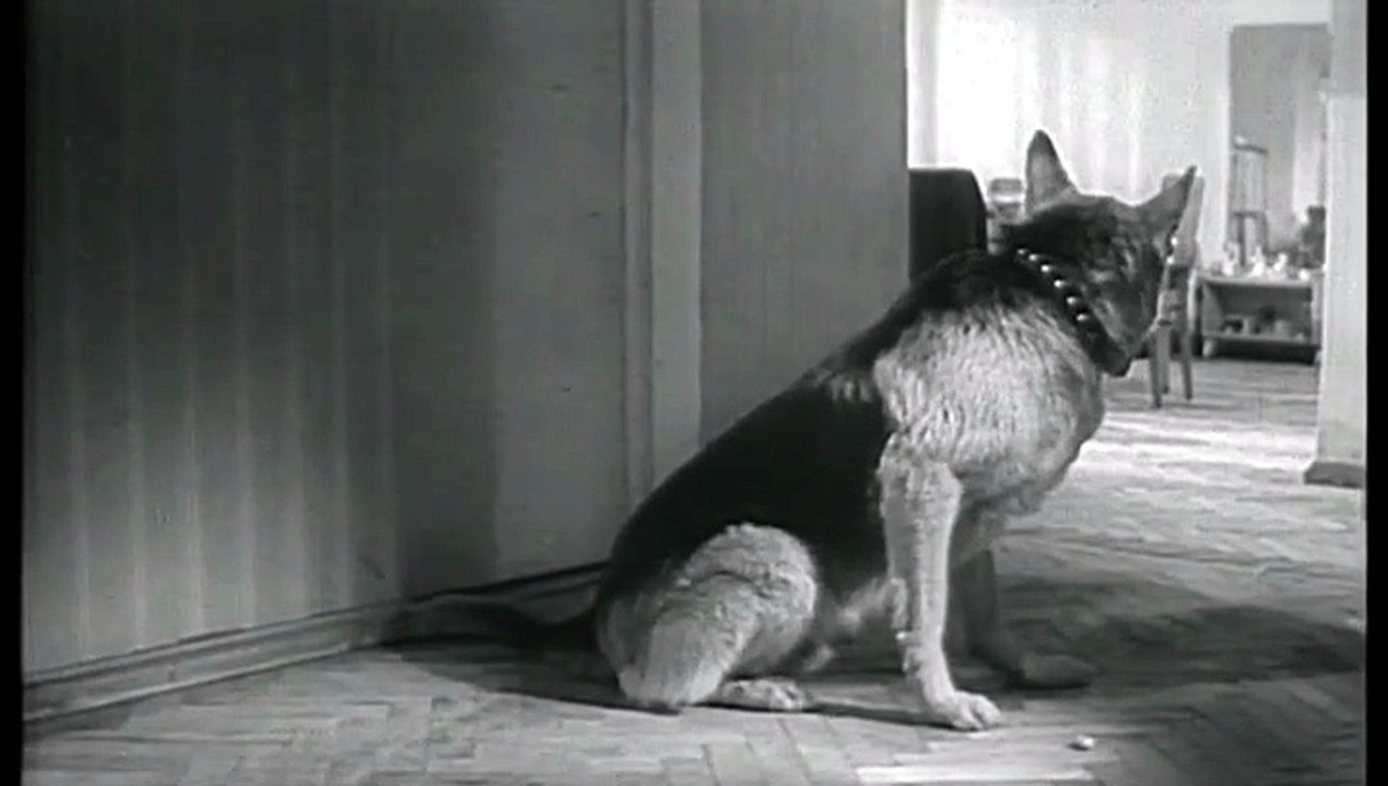 Polizeihund Muchtar (DDR 1964)