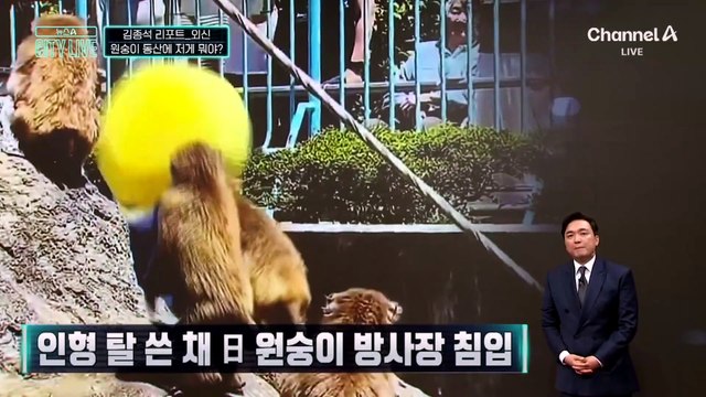 [김종석의 리포트]인형 탈 쓴 채…日 원숭이 방사장 침입