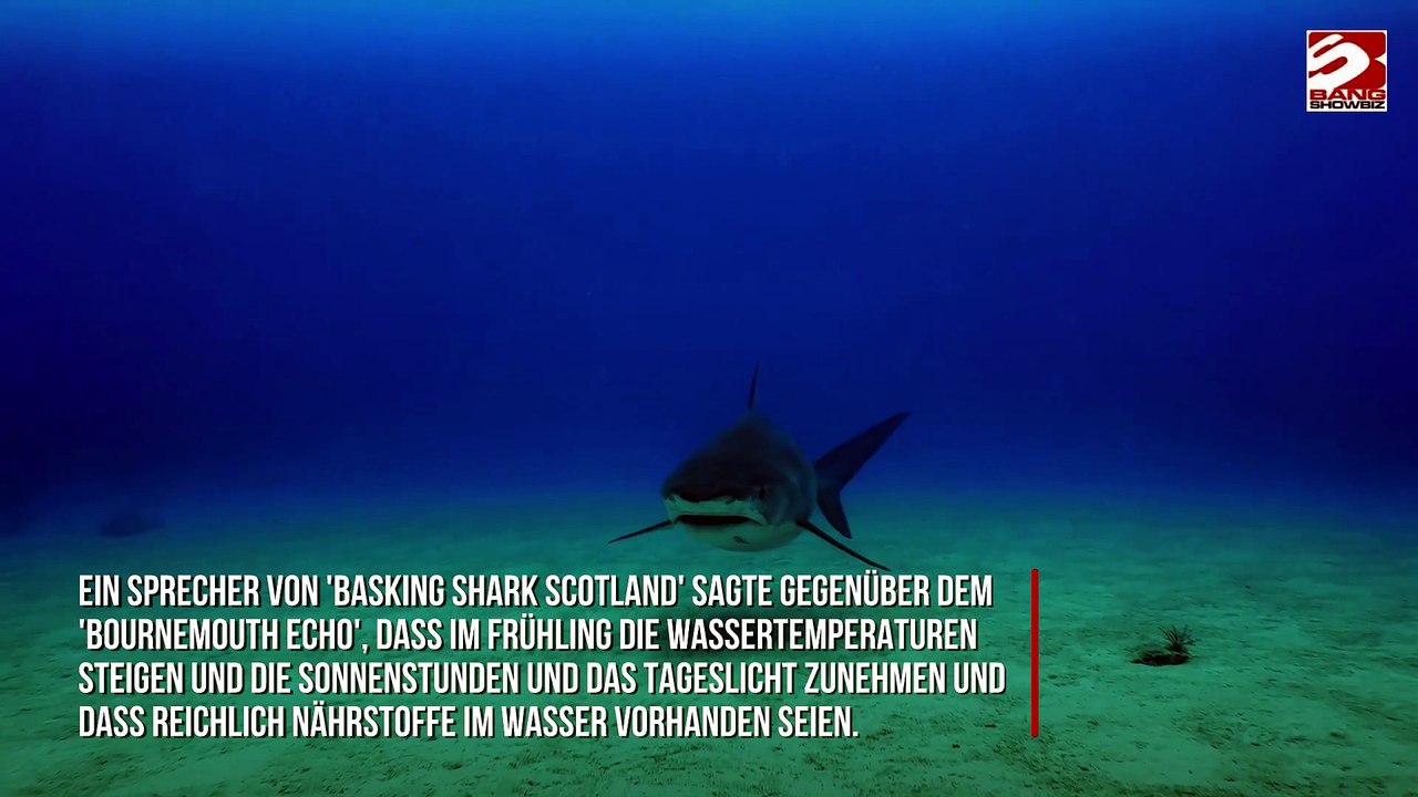 Riesige 12-Meter-Haie sollen in britischen Gewässern auftauchen