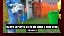 El ébola se expande y la OMS declaró la emergencia mundial para frenar el contagio entre humanos.