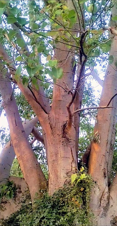 The ancient tree of Peepal in India । Explore the beauty of Nature | Nature with Amit