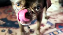 King Chilli The Pug