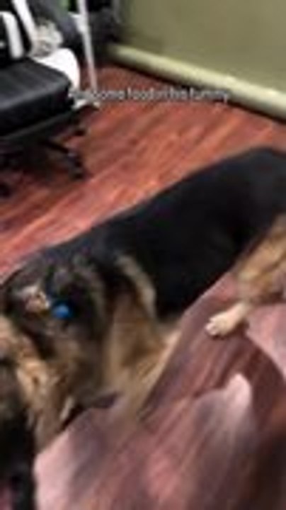 Woman Rescues Abandoned Dog