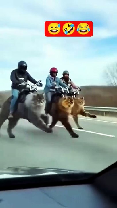 #funny #shortsfeed #cat #memes