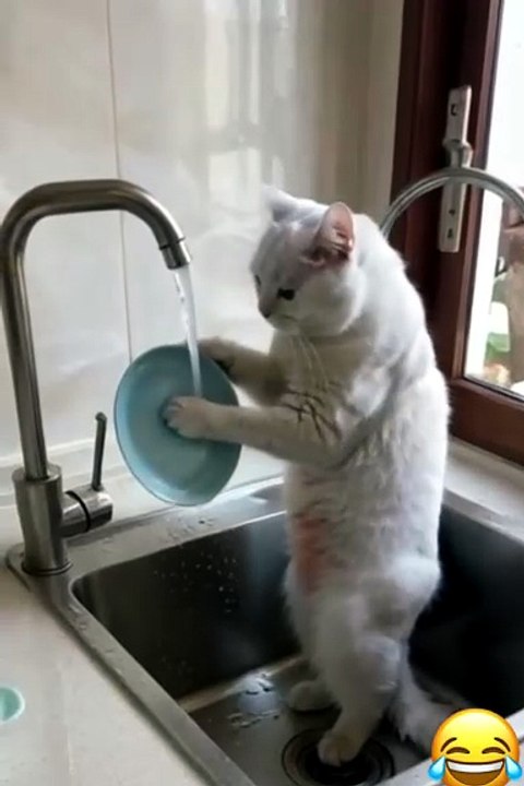 #funnypets #funreel #petaccessories