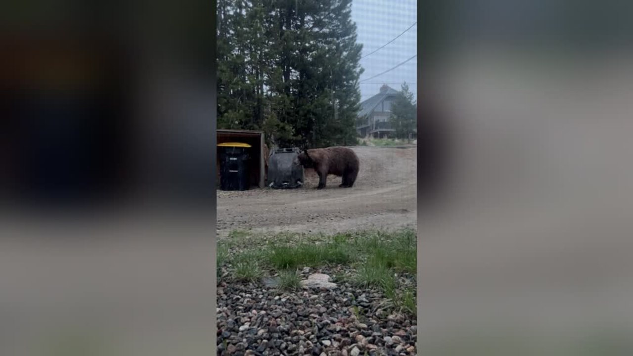Frustrated Bear Tosses Trash Bin After Failing to Open It