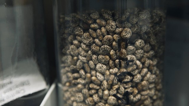 El mayor banco de semillas de España, donde se estudia las plantas del pasado para encontrar las semillas del futuro