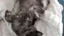 A dose of twists and turns to boost blood flow a bit 🙂 #cats #funnycats #catlovers