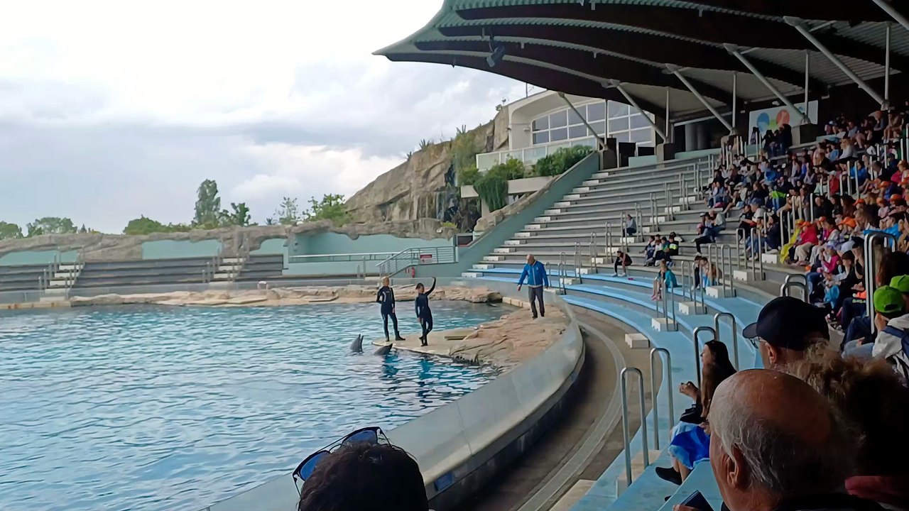 Dauphins 3 (Typhaine)