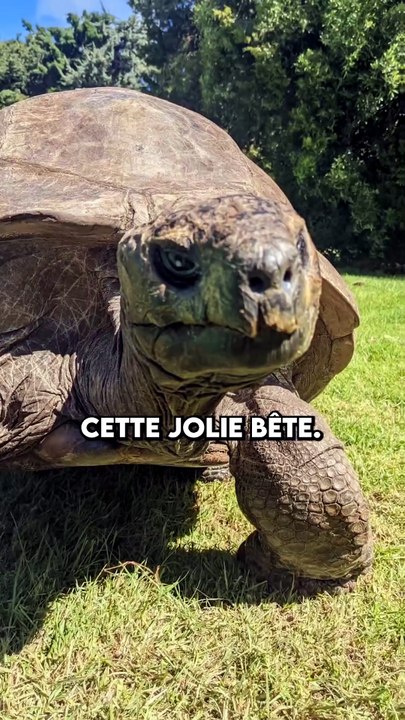 cet animal est immortel