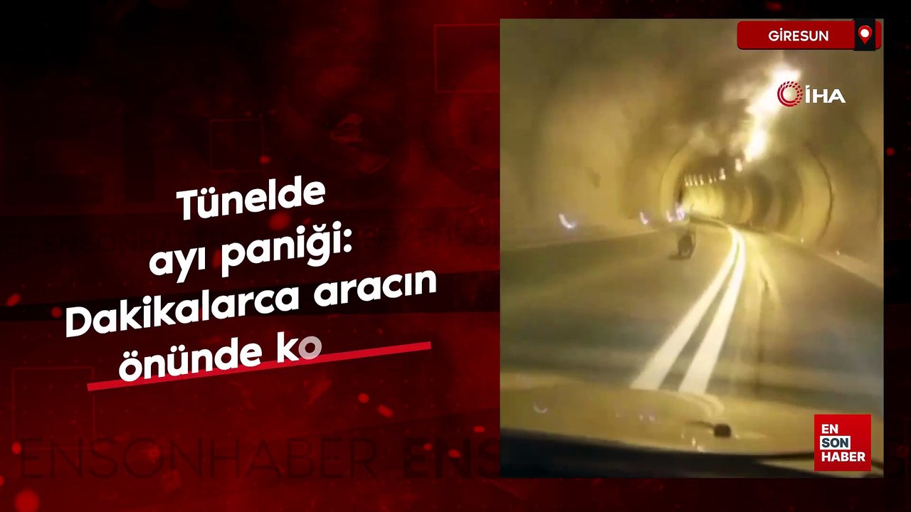 Giresun'da tünelde ayı paniği: Dakikalarca aracın önünde koştu