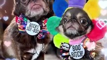 King Chilli The Pug