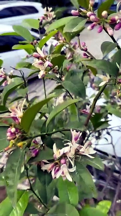 #lemon and flower