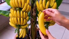 Grow a banana tree from a banana piece at home—it actually works! 🌱 #GardenHack #GrowYourOwn