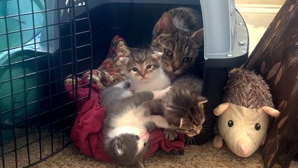 Stray Cat Breaks Into Woman's Apartment To Have Babies