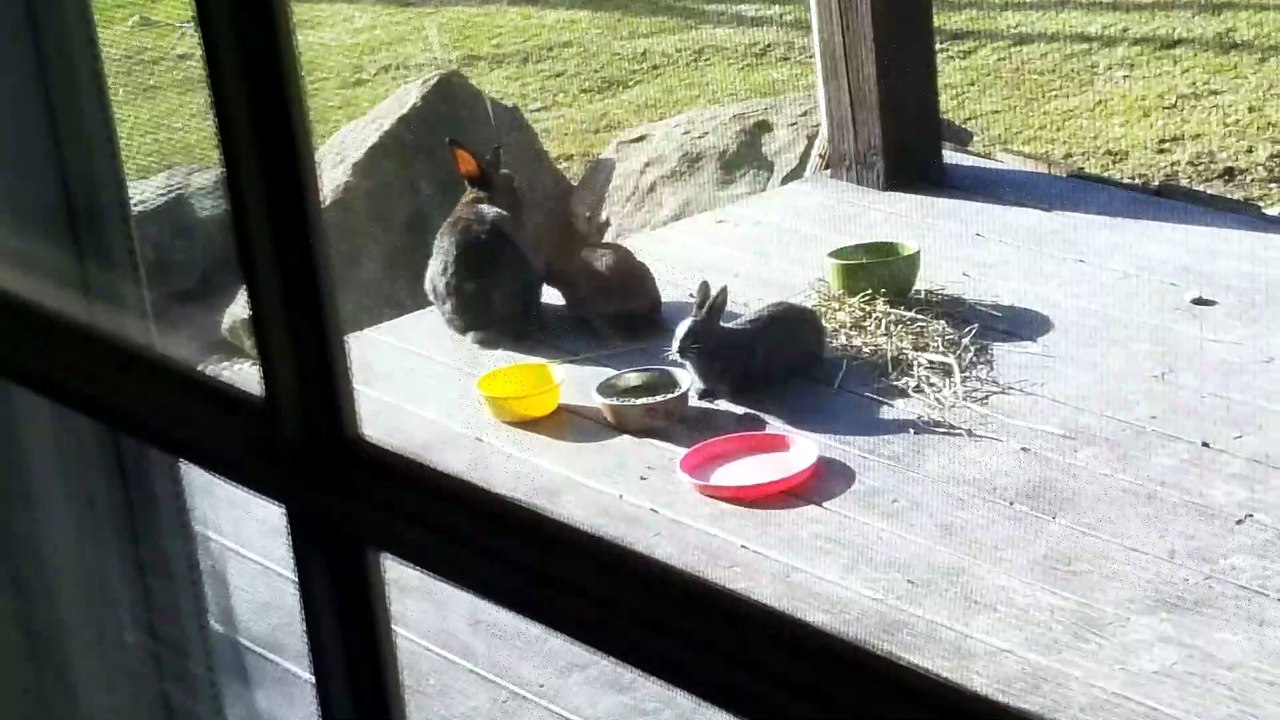 Spying on the bunnies having lunch on the porch. | #SparklegleamFarm #Bunny #farm #rabbit #farmanimals #cute